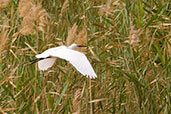 Little Egret, Zhaker Pools, Al Ain, UAE, March 2010 - click for larger image