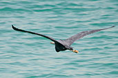 Western Reef Egret, Abu Dhabi, UAE, March 2010 - click for larger image