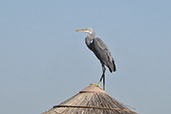 Western Reef Egret, Le Meridien Hotel, Abu Dhabi, UAE, December 2010 - click for larger image