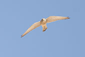 Common Kestrel, Al Ain, Abu Dhabi, December 2010 - click for larger image