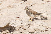 Common Kestrel, Al Ain, Abu Dhabi, December 2010 - click for larger image