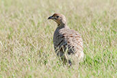 Grey Francolin, Pivot Fields, Dubai, November 2010 - click for larger image