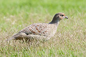 Grey Francolin, Pivot Fields, Dubai, November 2010 - click for larger image