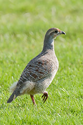 Grey Francolin, Pivot Fields, Dubai, November 2010 - click for larger image