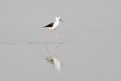 Black-winged Stilt, Al Ain, Abu Dhabi, March 2010 - click for larger image