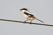 Southern Grey Shrike, Al Ain, Abu Dhabi, March 2010 - click for larger image