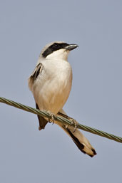 Southern Grey Shrike, Al Ain, Abu Dhabi, March 2010 - click for larger image