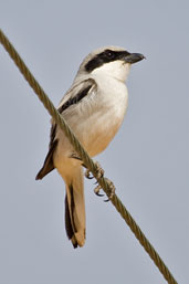 Southern Grey Shrike, Al Ain, Abu Dhabi, March 2010 - click for larger image