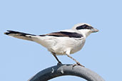 Southern Grey Shrike, Pivot Fields, Dubai, November 2010 - click for larger image