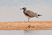 Sooty Gull, Al Ain, Abu Dhabi, December 2010 - click for larger image