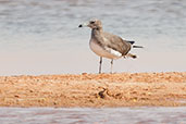 Sooty Gull, Al Ain, Abu Dhabi, December 2010 - click for larger image