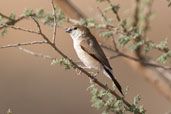 Indian Silverbill, Al Ain, Abu Dhabi, December 2010 - click for larger image