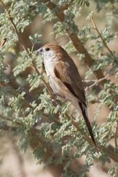 Indian Silverbill, Al Ain, Abu Dhabi, December 2010 - click for larger image