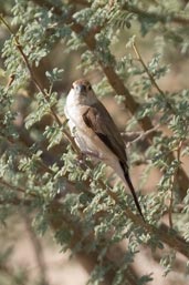Indian Silverbill, Al Ain, Abu Dhabi, December 2010 - click for larger image