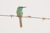Little Green Bee-eater, Al Ain, Abu Dhabi, March 2010 - click for larger image
