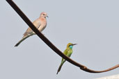 Little Green Bee-eater, Dubai Pivot Fields, Dubai, November 2010 - click for larger image