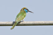 Little Green Bee-eater, Dubai Pivot Fields, Dubai, November 2010 - click for larger image