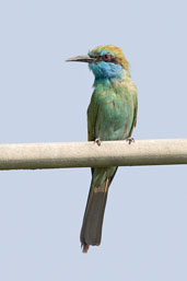 Little Green Bee-eater, Dubai Pivot Fields, Dubai, November 2010 - click for larger image