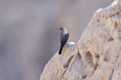 Blue Rock Thrush, Al Ain, Abu Dhabi, December 2010 - click for larger image