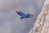 Blue Rock Thrush, Al Ain, Abu Dhabi, December 2010 - click for larger image