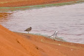 White Wagtail, Al Ain, Abu Dhabi, March 2010 - click for larger image