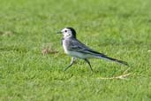 White Wagtail, Safa Park, Dubai, November 2010 - click for larger image