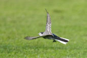 White Wagtail, Safa Park, Dubai, November 2010 - click for larger image