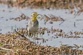 Citrine Wagtail, Pivot Fields, Dubai, November 2010 - click for larger image