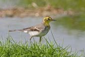 Citrine Wagtail, Pivot Fields, Dubai, November 2010 - click for larger image