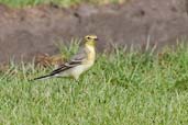 Citrine Wagtail, Pivot Fields, Dubai, November 2010 - click for larger image