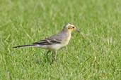 Citrine Wagtail, Pivot Fields, Dubai, November 2010 - click for larger image