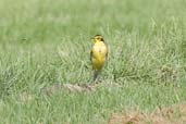 Yellow Wagtail, Pivot Fields, Dubai, November 2010 - click for larger image