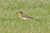 Yellow Wagtail, Pivot Fields, Dubai, November 2010 - click for larger image