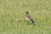 Yellow Wagtail, Pivot Fields, Dubai, November 2010 - click for larger image