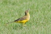 Yellow Wagtail, Pivot Fields, Dubai, November 2010 - click for larger image