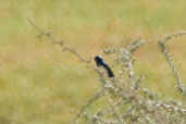 Male Purple Sunbird, Al Ain, Abu Dhabi, March 2010 - click for larger image