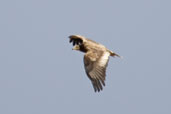 2nd year Egyptian Vulture, Al Ain, Abu Dhabi, March 2010 - click for larger image