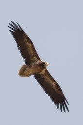 2nd year Egyptian Vulture, Al Ain, Abu Dhabi, March 2010 - click for larger image