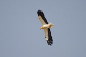 Egyptian Vulture, Al Ain, Abu Dhabi, March 2010 - click for larger image