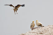 Egyptian Vulture, Al Ain, Abu Dhabi, March 2010 - click for larger image