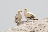 Egyptian Vulture, Al Ain, Abu Dhabi, March 2010 - click for larger image