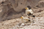 Egyptian Vulture, Al Ain, Abu Dhabi, March 2010 - click for larger image
