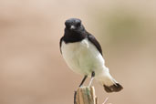 Hume's Wheatear, Al Ain, Abu Dhabi, March 2010 - click for larger image