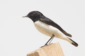 Hume's Wheatear, Al Ain, Abu Dhabi, March 2010 - click for larger image