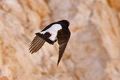 Hume's Wheatear, Al Ain, Abu Dhabi, November 2010 - click for larger image