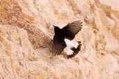 Hume's Wheatear, Al Ain, Abu Dhabi, November 2010 - click for larger image