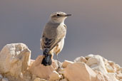 Red-tailed Wheatear, Al Ain, Abu Dhabi, November 2010 - click for larger image