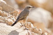 Red-tailed Wheatear, Al Ain, Abu Dhabi, November 2010 - click for larger image