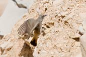 Red-tailed Wheatear, Al Ain, Abu Dhabi, November 2010 - click for larger image