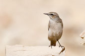 Red-tailed Wheatear, Al Ain, Abu Dhabi, November 2010 - click for larger image